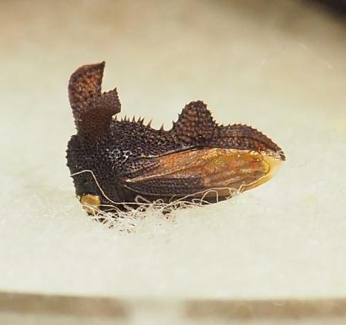 Notocera sp.